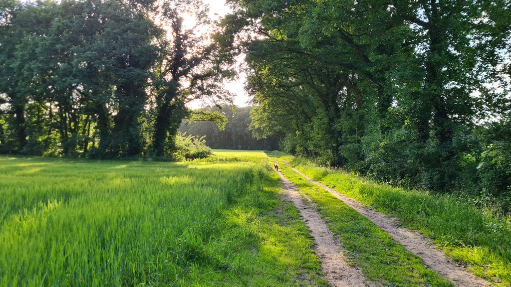 Wat een voorrecht om vanuit huis zo in de natuur te stappen. #Drenthe #Gieten