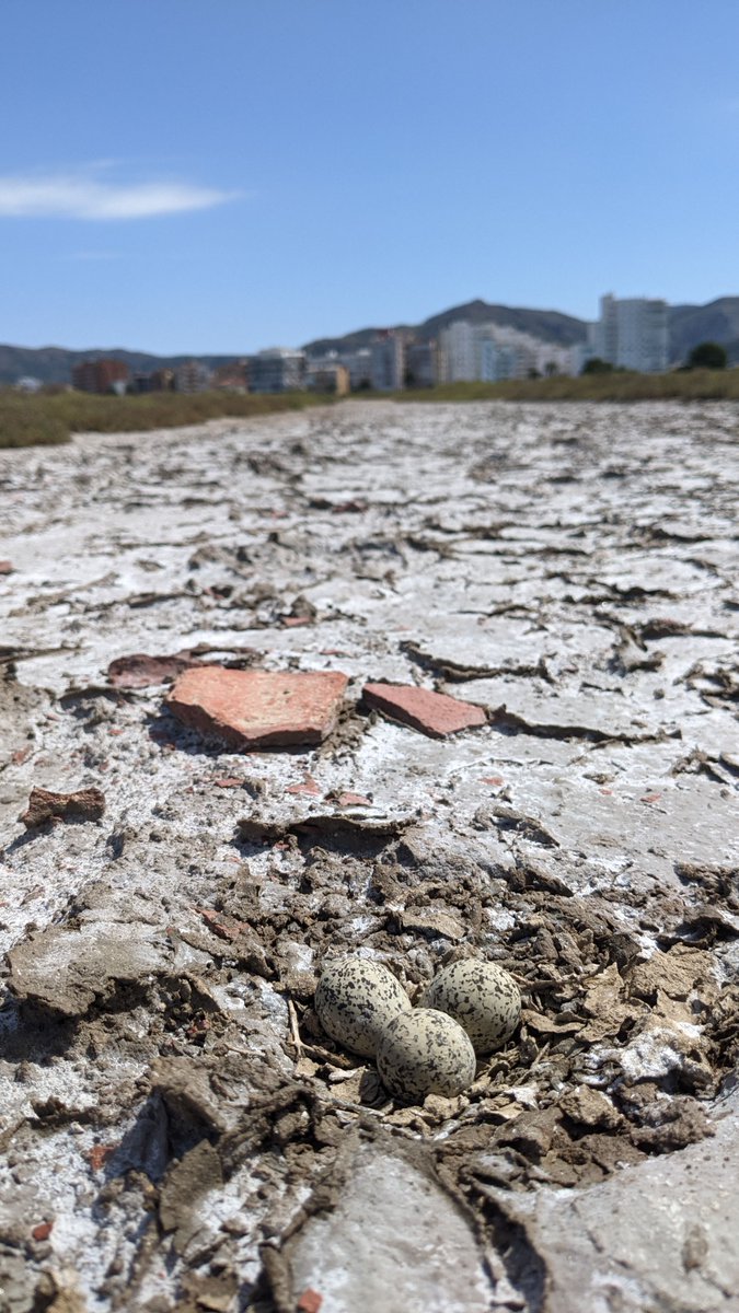 On li està costant més és a la Rubina. Actualment ha passat de 2 a 5 parelles, encara lluny del que havia sigut una de les platges més importants pel corriol. Aquí hi ha molts gossos, entre altres factors que l'afecten. Els corriols es veuen obligats a fer els nius al salicornar
