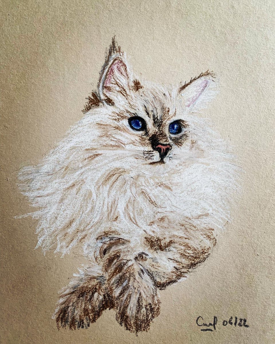 CDessinatrice's tweet photo. Challenge Instagram #cat #chat #dessin #drawing #pastel #crayons #pastelpencil #naturalpaper https://t.co/qgwzOC4o9x
