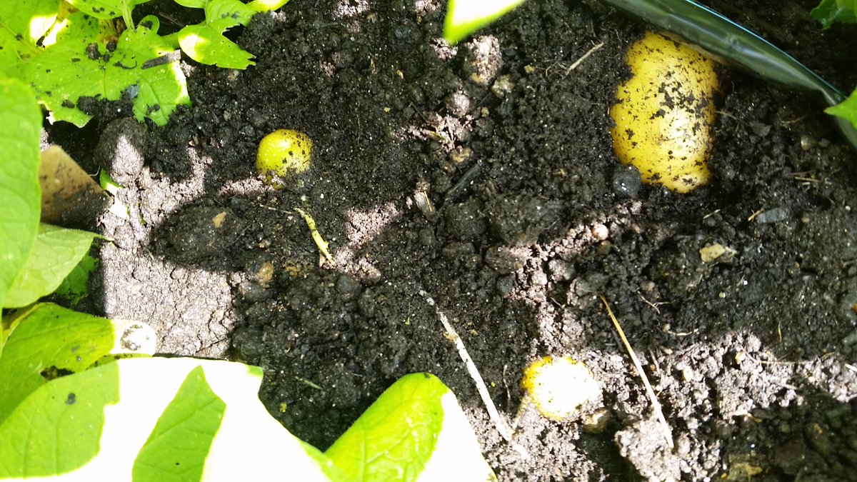 Growing potatoes is SO much fun! When plants flower, the potatoes are “new” potato size. For full-sized potatoes, wait to dig them until the vines die back. In the meantime, watch for tubers peeking out of the ground, &amp; cover them with soil so they don't turn green (= toxic).