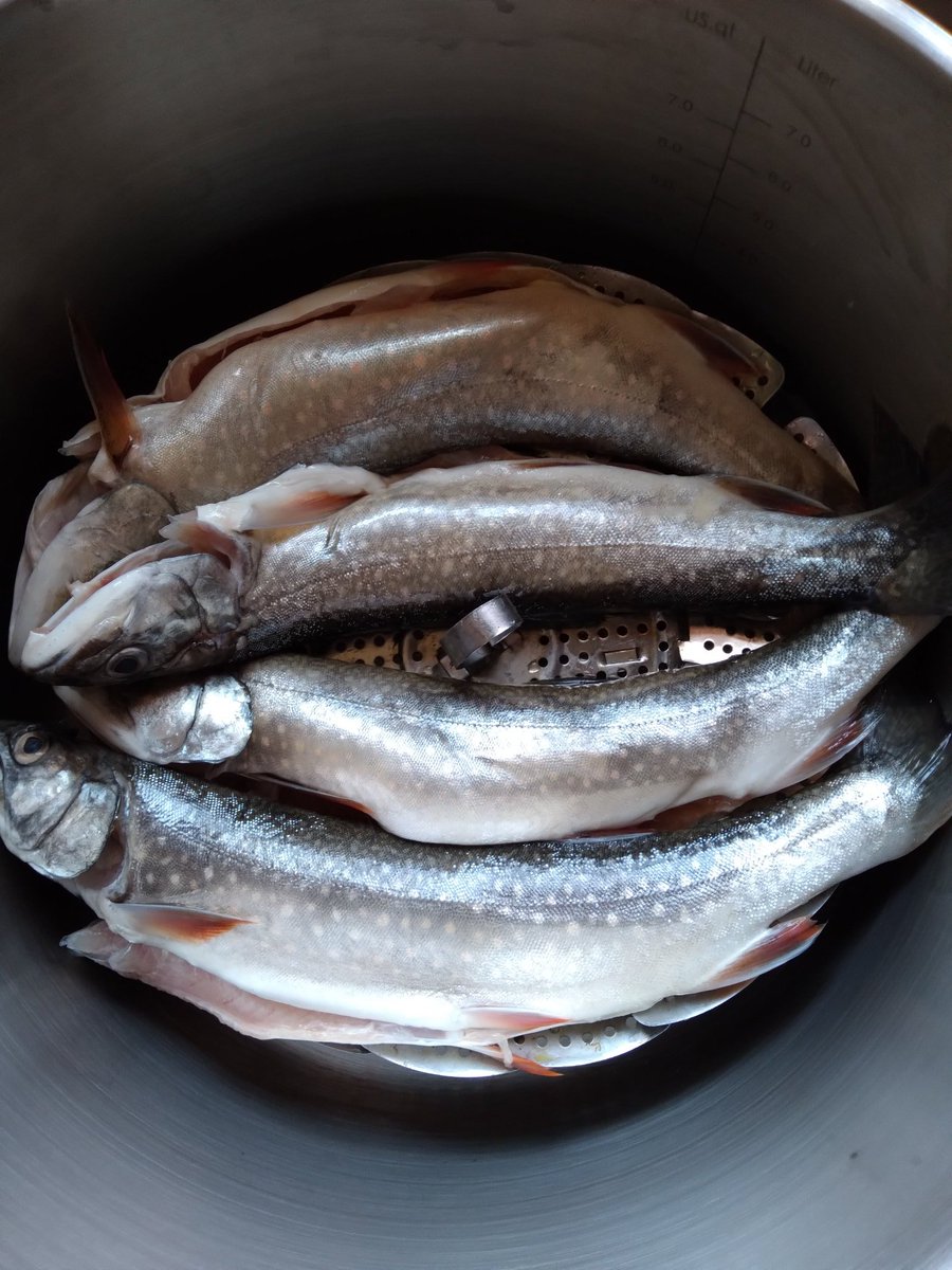 2fp_s's tweet photo. From a lake ~10,000' n the sky, which is sunken in2 the largest plateau n the world.
The high, cold waters w their abundance of scuds (tiny shrimp) make this type of trout taste like, well...shrimp.
*imo best way 2 cook trout = steam thn soak in heated organic butter.
#splake https://t.co/isUTut1LVr
