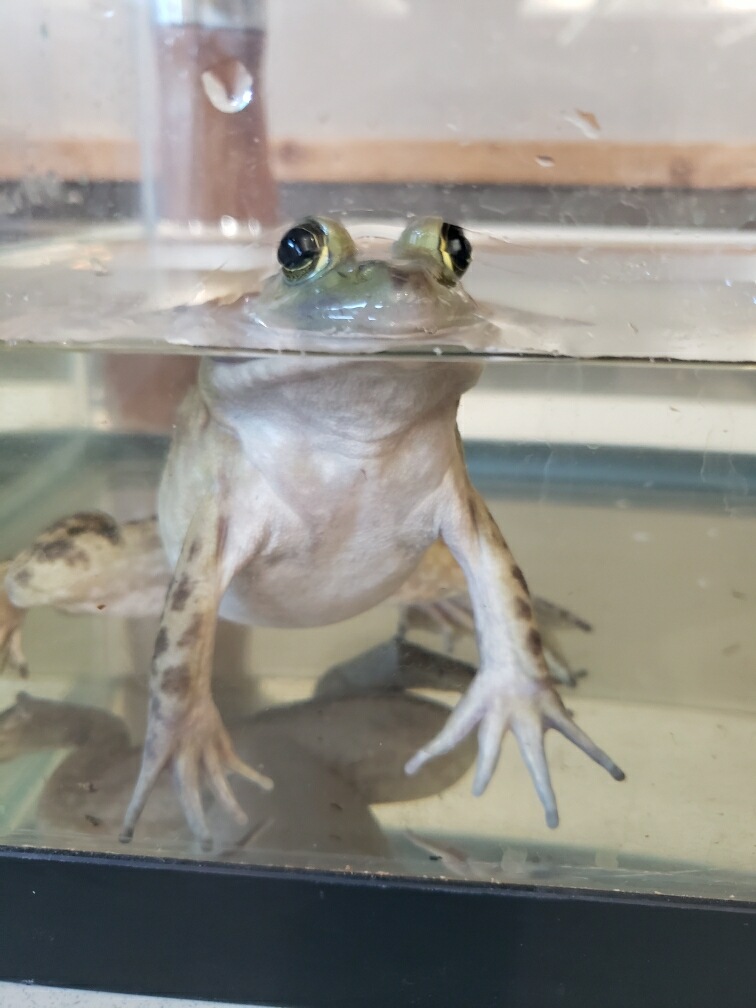 NewtFly's tweet image. Some pics from yesterday's Herp-O-Rama event. I hope it was fun for everyone who came. I myself learned that adult pythons are heavier than they look.

#Herps #AppliedLearning #Biology #Wildlife