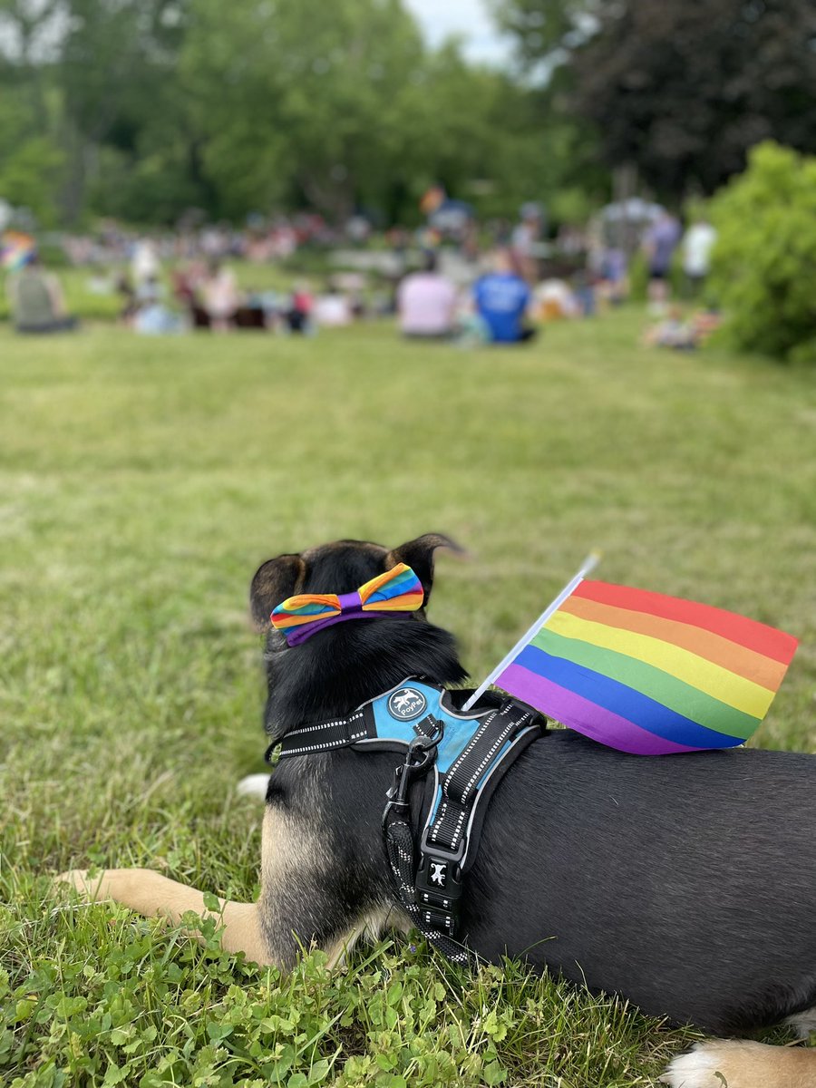 jayerich93's tweet photo. Pride Pup 
❤️🧡💛💚💙💜🖤🤎 https://t.co/YQfgHfYS6I