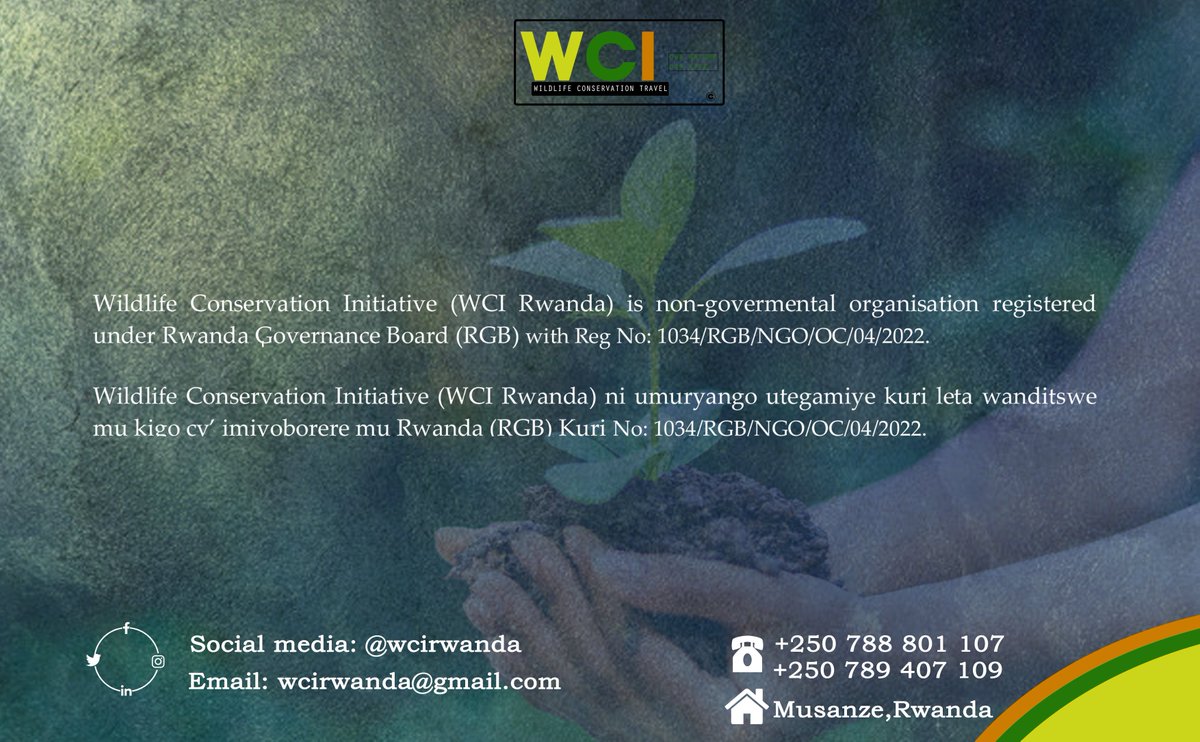 Wildlife Conservation Initiative (WCI Rwanda) is non-govermental organisation registered under Rwanda Governance Board (RGB) with Reg No: 1034/RGB/NGO/OC/04/2022. <a href="/REMA_Rwanda/">Rwanda Environment Management Authority</a> , <a href="/MusanzeDistrict/">Musanze District</a> <a href="/RwandaNorth/">Northern Province/ Rwanda</a>