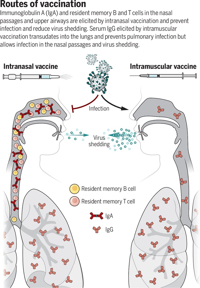 Intranasal vaccines could be beneficial boosters against #COVID19 and include several advantages, such as needle-free administration and elicitation of local immunity to prevent infection and systemic immunity to reduce disease burden. fcld.ly/ciz6qvn #SciencePerspective