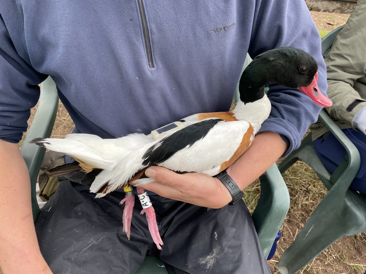 r_green24's tweet photo. An excellent day! 8 tags deployed on a nice selection of Shelduck, and all birds flew straight back out to the mudflats to start collecting interesting data. A great team effort all round! #HappyResearcher #PhD ⁦@_BTO⁩ ⁦@SEG_UL⁩ ⁦@gary_clewley⁩ #migration https://t.co/YAm4V84ZX1