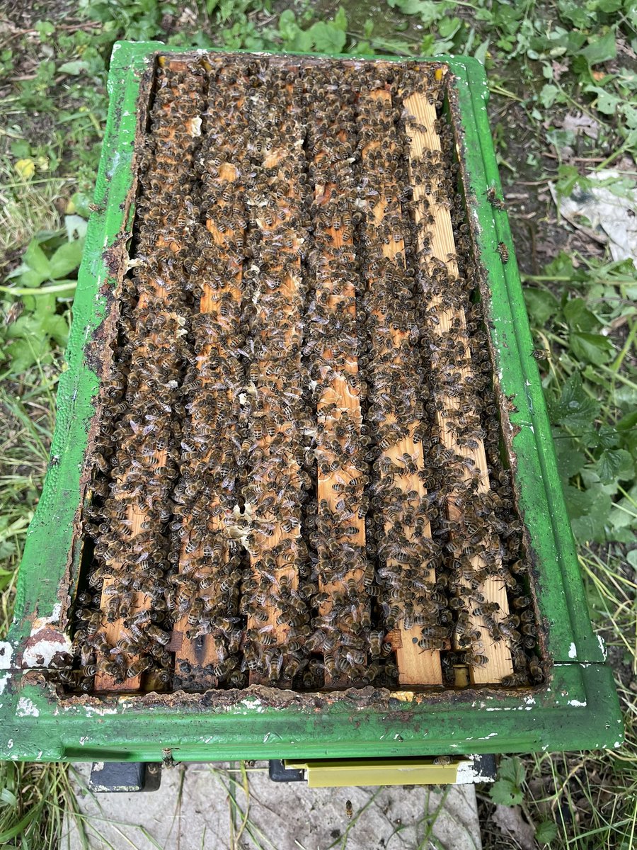 This hive was tiny in March. In fact I have no idea how it survived winter. Left them to it in the background and now super strong…