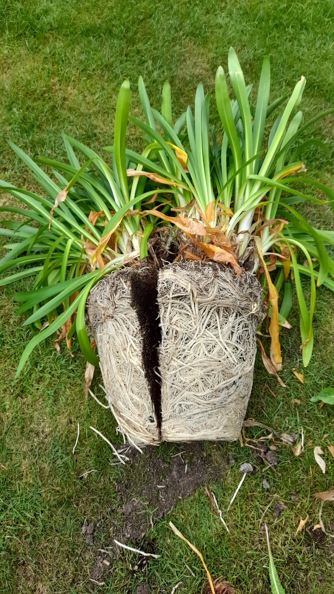 Thanks <a href="/TheMontyDon/">Monty Don</a> we've managed to split our agapanthas today 🙂🪴