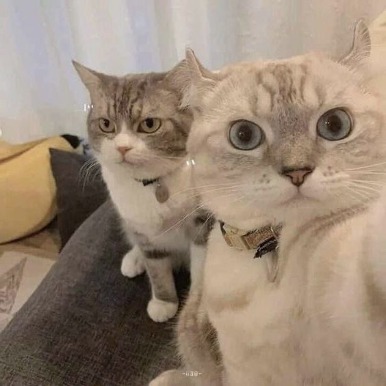 ً (@taebincats) on Twitter photo 