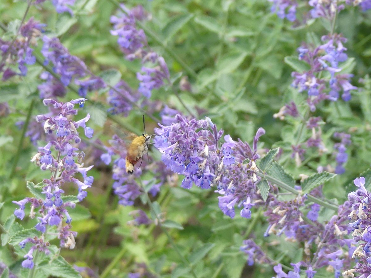 Wild_NEScot's tweet photo. Broad-bordered Bee Hawkmoth in motion in the Walled Garden @BCountryPark this afternoon. I particularly like his/her little, furry Firecrest-esque face. @BC_Suffolk @BritishMoths (possibly @BC_Norfolk too) #notabutterfly #butterflyadjacent #teammoth #30DaysWild https://t.co/BM5D8BMBmt