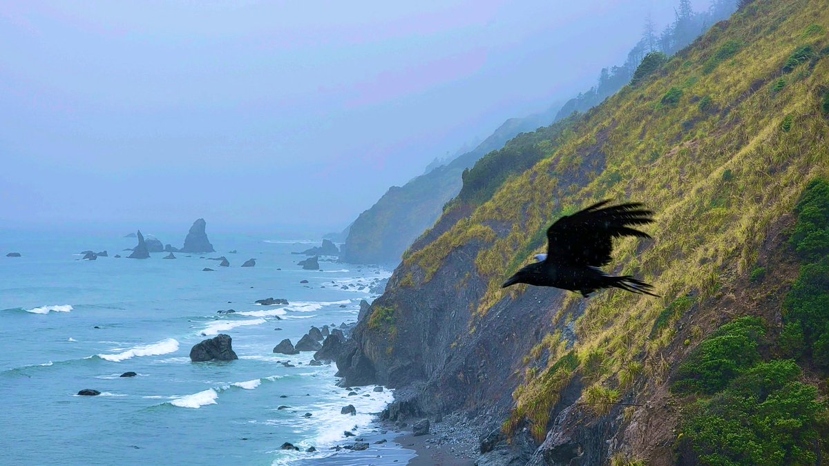 I was taking a photo of the beautiful Northern California coast and was photobombed by a raven!
#photobomb #roadtrip