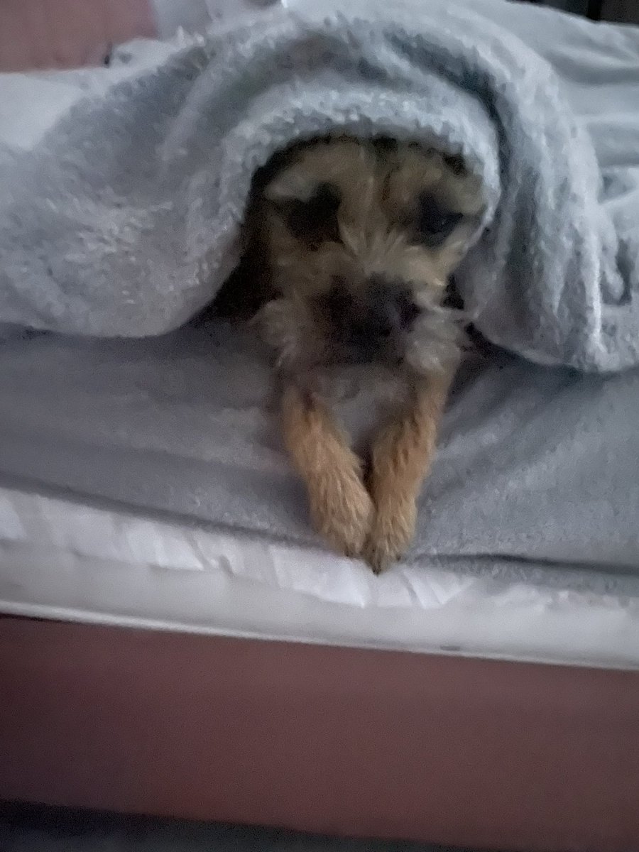 brackbramberrybeck #4 border terriers tweet media