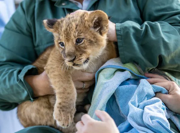 “Three of Taronga Western Plains Zoo’s newest arrivals have passed their first health checks and vaccinations with flying colours.” <a href="/ZooBorns/">ZooBorns</a> buff.ly/3zwAGtT