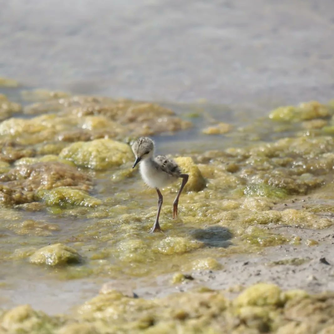 joanribo's tweet photo. 🦩 La primavera ens deixa imatges com estes al Parc Natural de l'Albufera, pollets de camallonga acabats de nàixer.

La vida obrint-se pas 🌱

#ViscAValència https://t.co/MC8X08R7rE