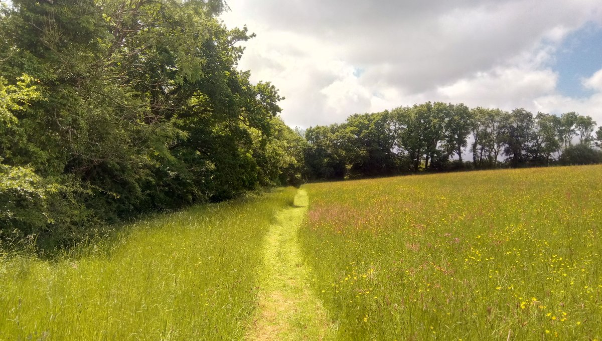 cpredevon's tweet photo. Its wonderful to see the rich #biodiversity in Devon's rare #culm pastures at this time of year. Traditional #farmland like this is so valuable. #devon #countryside #nature @DevonWildlife @Love_plants #torridge #westdevon #butterflies #bees #environment @BumblebeeTrust @CPRE https://t.co/kyJtZquWTC