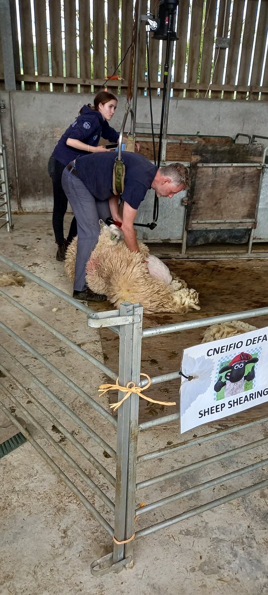 Privilege watching <a href="/onwy580/">mark needham</a> at work today.  Made the difficult look easy 👌
<a href="/OpenFarmSunday/">OpenFarmSunday</a>
@ColegSirGar