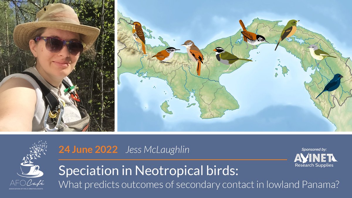 FieldOrnith's tweet photo. Registration is open for our next AFO cafe, on June 24th at 4pm EDT. We will be hosting @jfmclaughlin92 who will present on speciation in Neotropical birds. Don't miss this event! Info &amp; registration: https://t.co/7wUY48BlRs | #ornithology https://t.co/x08YltYahu