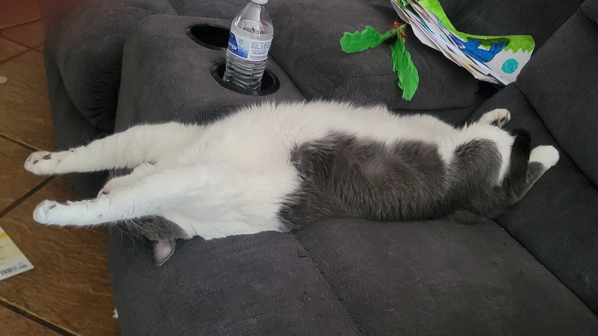 MidniteRavyn's tweet photo. Yes... she's sleeping this this 🤣🤣🤣 #KokoPuff #SuperKitty #CatsOfTwitter https://t.co/SAxUVjatRz