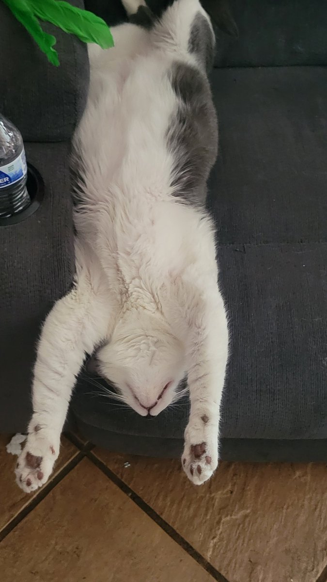MidniteRavyn's tweet photo. Yes... she's sleeping this this 🤣🤣🤣 #KokoPuff #SuperKitty #CatsOfTwitter https://t.co/SAxUVjatRz