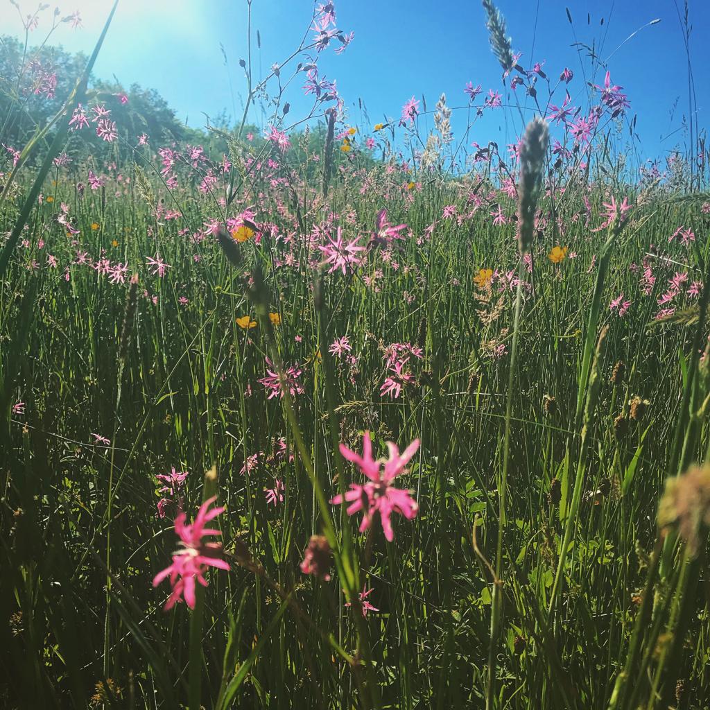 cpredevon's tweet photo. Its wonderful to see the rich #biodiversity in Devon's rare #culm pastures at this time of year. Traditional #farmland like this is so valuable. #devon #countryside #nature @DevonWildlife @Love_plants #torridge #westdevon #butterflies #bees #environment @BumblebeeTrust @CPRE https://t.co/kyJtZquWTC