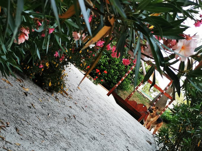 Just waiting on the mosquito nets 😍 https://t.co/8QHgDLql1q