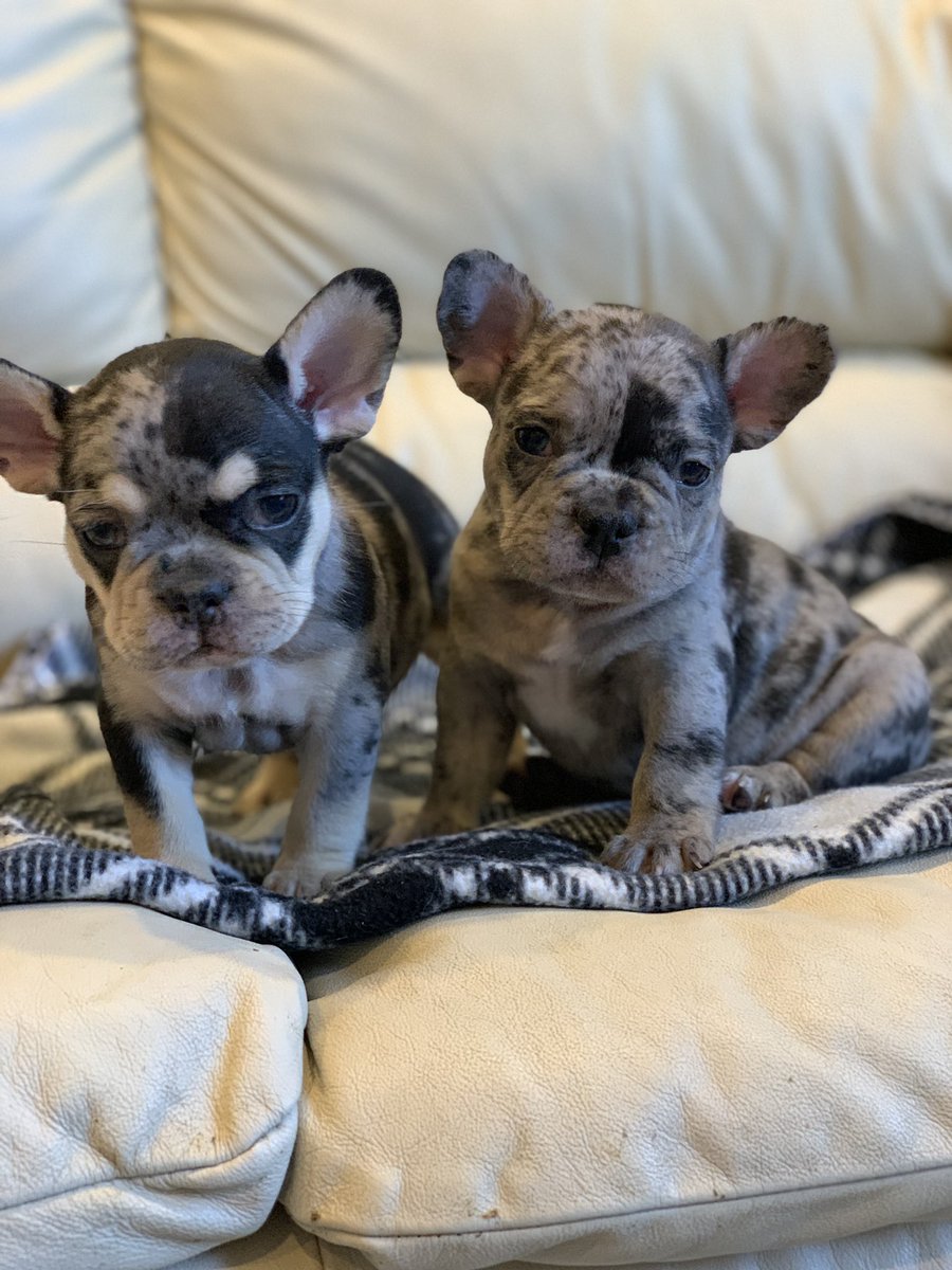 goastsmoke's tweet photo. Exotic FrenchBullDog Puppies on Deck! Tap In! https://t.co/Alo4Y3VB8l
