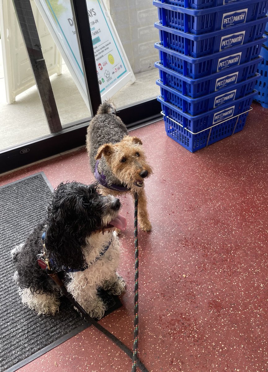 We’re all clean after our FUN week at doggie camp.  Now we’ll get to snuggle in bed with our Human tonight ❣️❣️❣️🐾🐾🐾🐾
⁦@PetPantryRiverside
@ppw
@petPantryWarehouse
@Wagmore
<a href="/WelshTerrier/">Biscuit</a>
<a href="/Cockapoo/">cockapoo</a>
@mulberryfarm