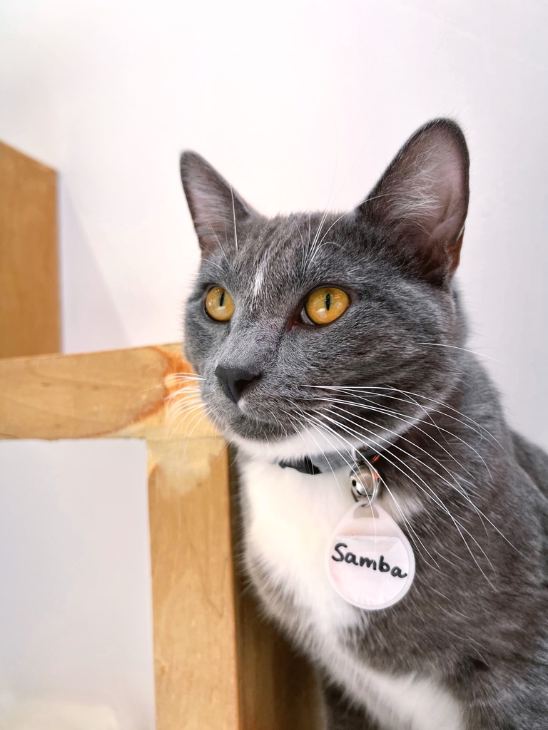 It’s time for Samba, our newest cat! This handsome devil is a one-year-old sweetheart who knows how to get attention. His secret weapon? He gets a little vocal until you pick him up!

ADOPTABLE LOCATION: LA ⁠

Meet this cool cat by using the link in our bio.