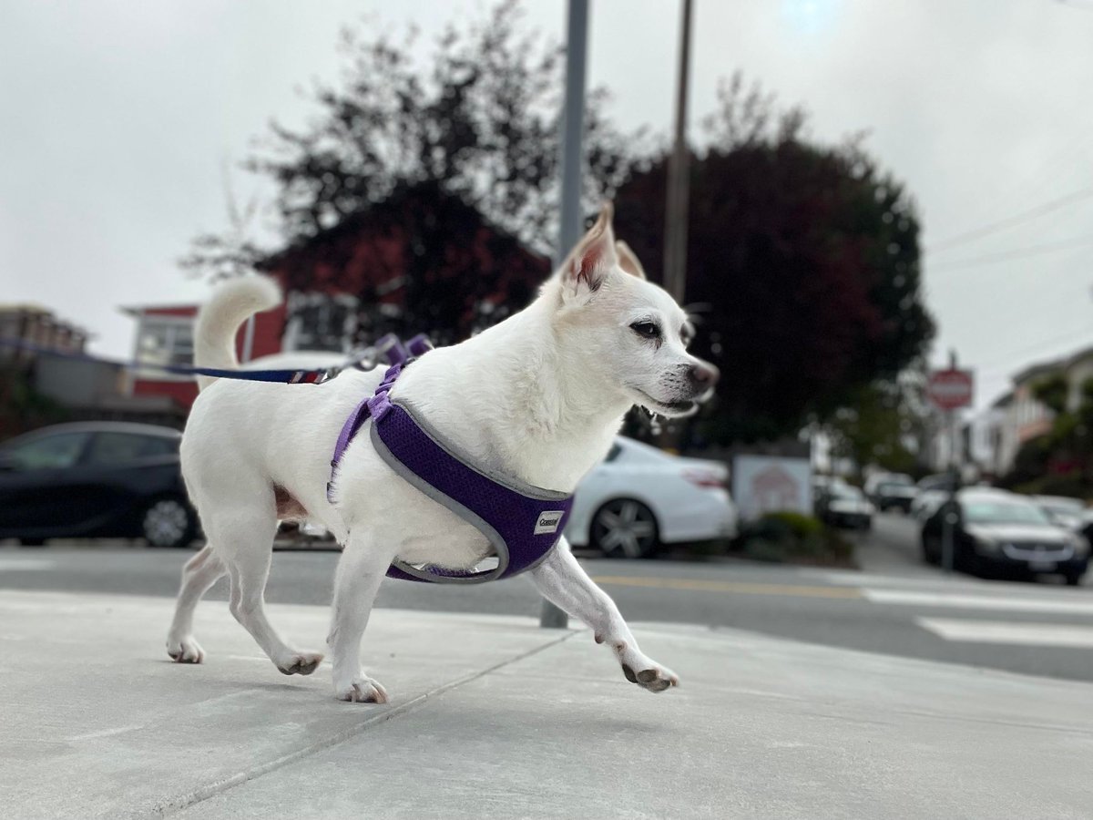 Muttville alum Lolli is charging into #summer like a champ! ☀️ #solstice #summersolstice #summer #happysolstice #AdoptDontShop