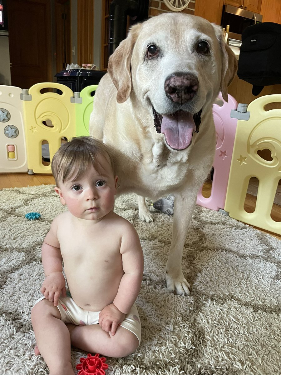 Bubatuti's tweet photo. @MikeCroninWMUR Yes they are. They are faithful and have unconditional love. https://t.co/aNOZSvzG87