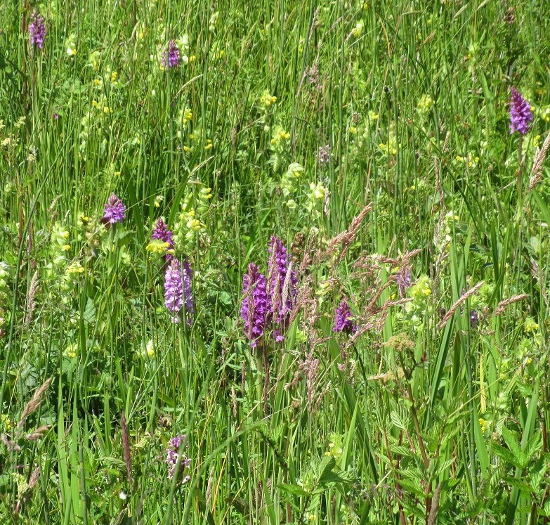 MariaHeukers's tweet photo. Heel veel orchideeΓ«n #rietorchis #ratelaar #DrentscheAa #WildflowerHourNL https://t.co/QOr89BmYa3