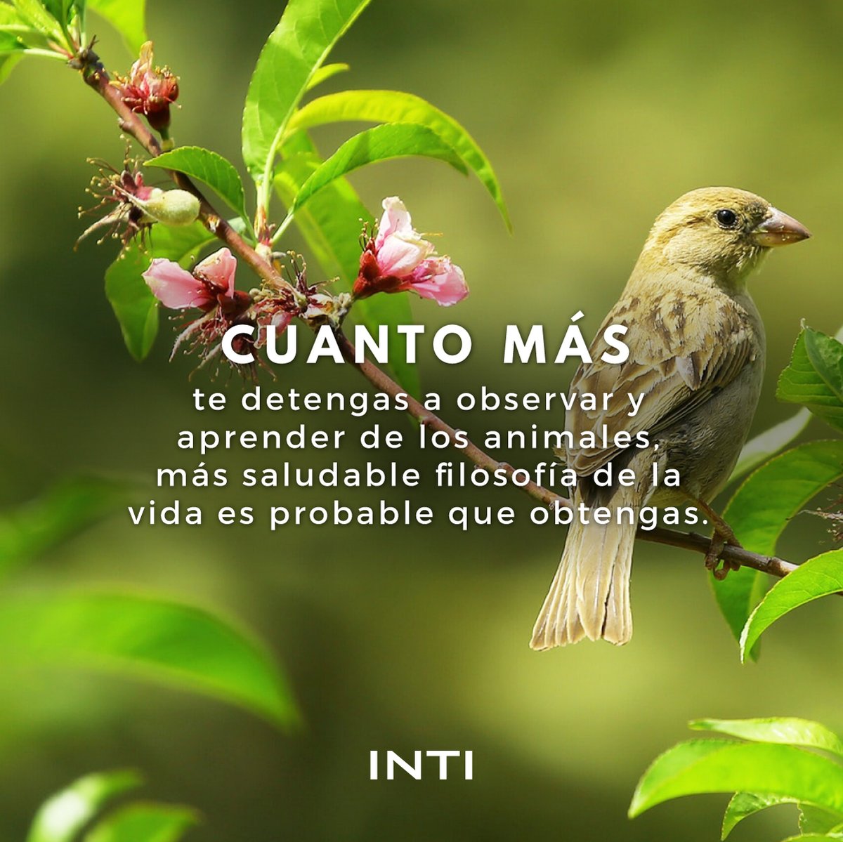 IntiNetwork's tweet photo. Los animales pueden ayudarnos de muchas maneras, algunas prácticas, algunas emocionales y otras espirituales, obsérvalos son fuente de inspiración 🙏🏻✨
.
#MantraInti #quotes #reflexion #FelizLunes #animales https://t.co/n0OdTDJ3Bt