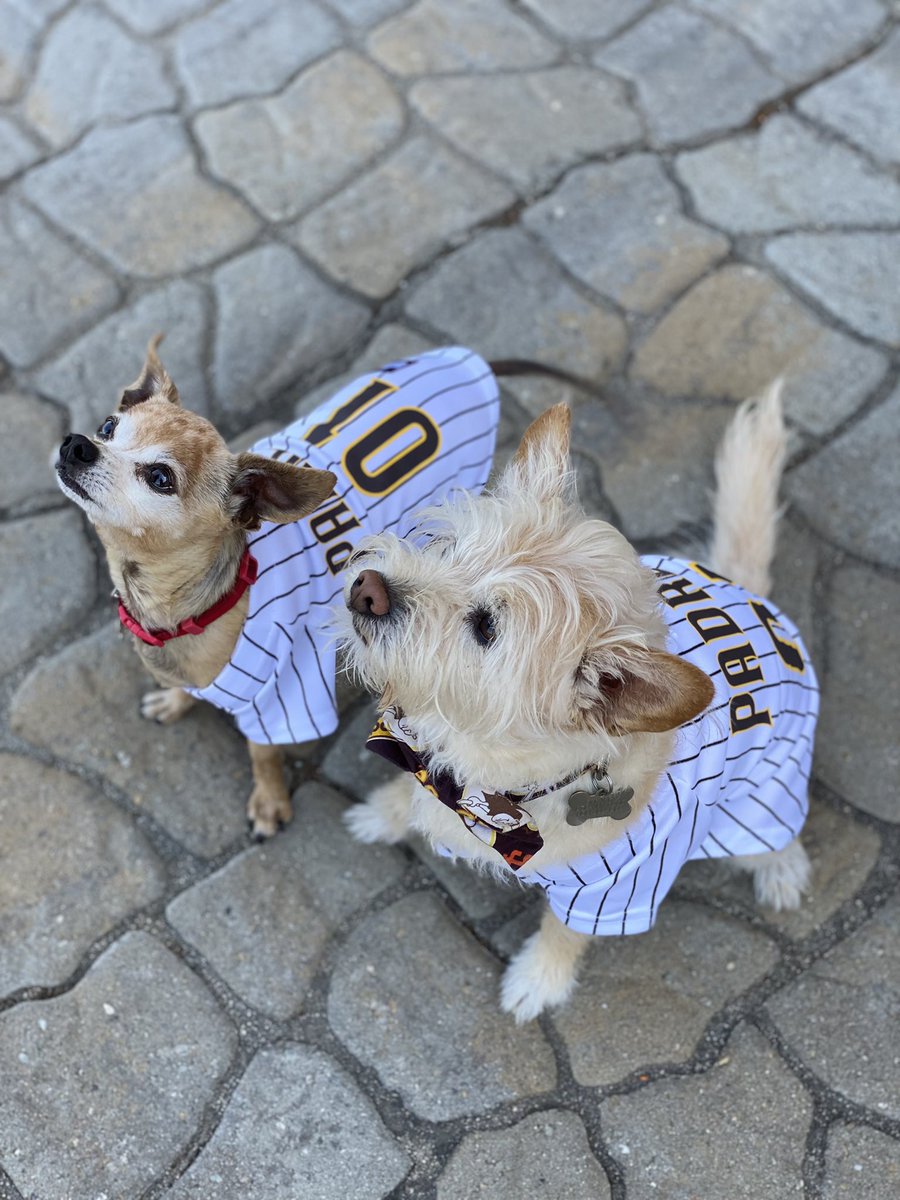MollyCook4's tweet image. #padrespets