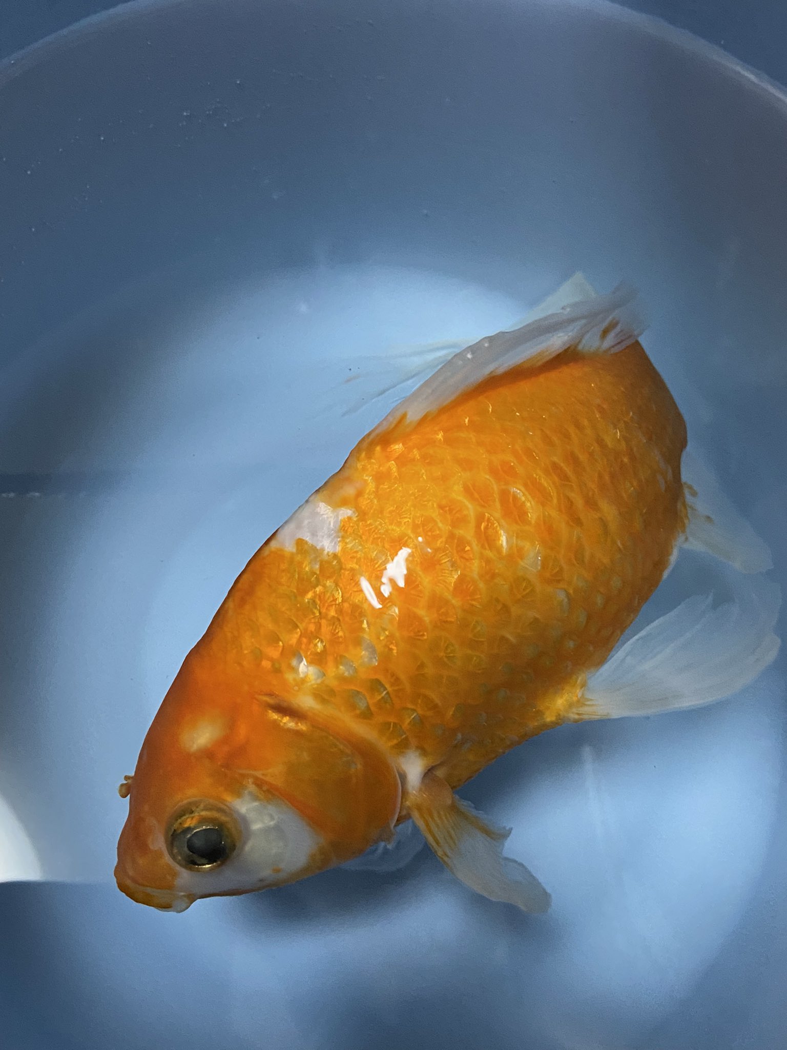 クラ 青春18金魚 溺愛していた赤い金魚さんですが 急死しました エラ病もなく 炎症や病気のにおいもしない さっきまで元気に近寄ってきたり 目線合わせたりしていたのに こんな事は初めてで戸惑っている T Co F0u5hrrbal Twitter