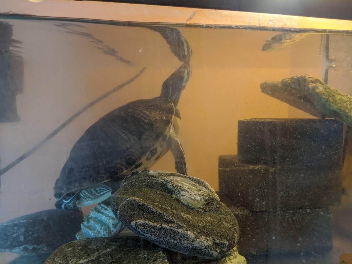 Tanya Joosten tweet media