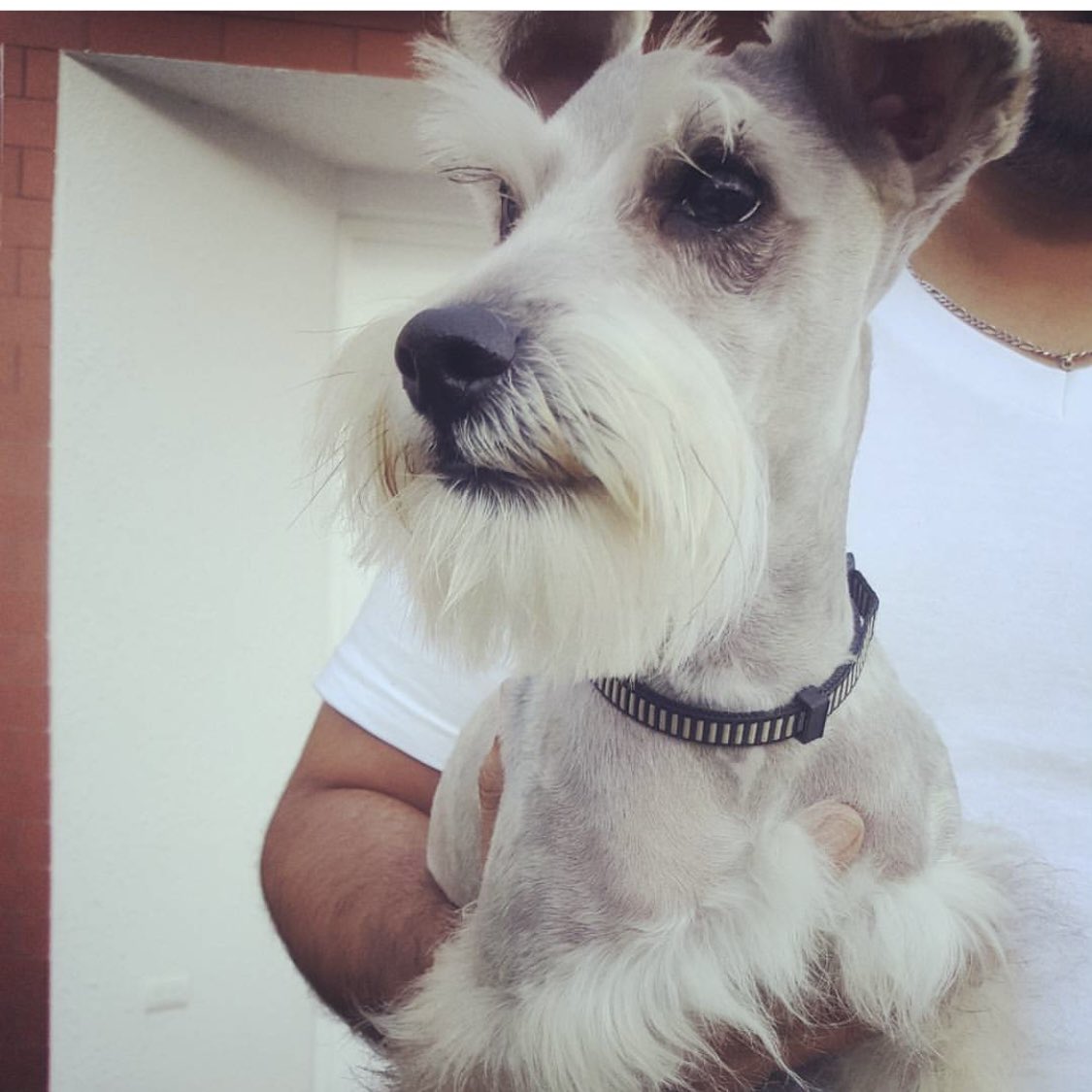 j_buezo's tweet photo. Hoy a sido una de las decisiones más dolorosas q he tomado si en adopción a mi perrito Zeus, merecía un hogar con más tiempo para jugar con el y darle una vida más feliz, me parte el corazón pero fue la mejor decisión para el ❤️ siempre te voy a recordar bodoque 🐶 #MiZeus https://t.co/2qTTIlV2Ki