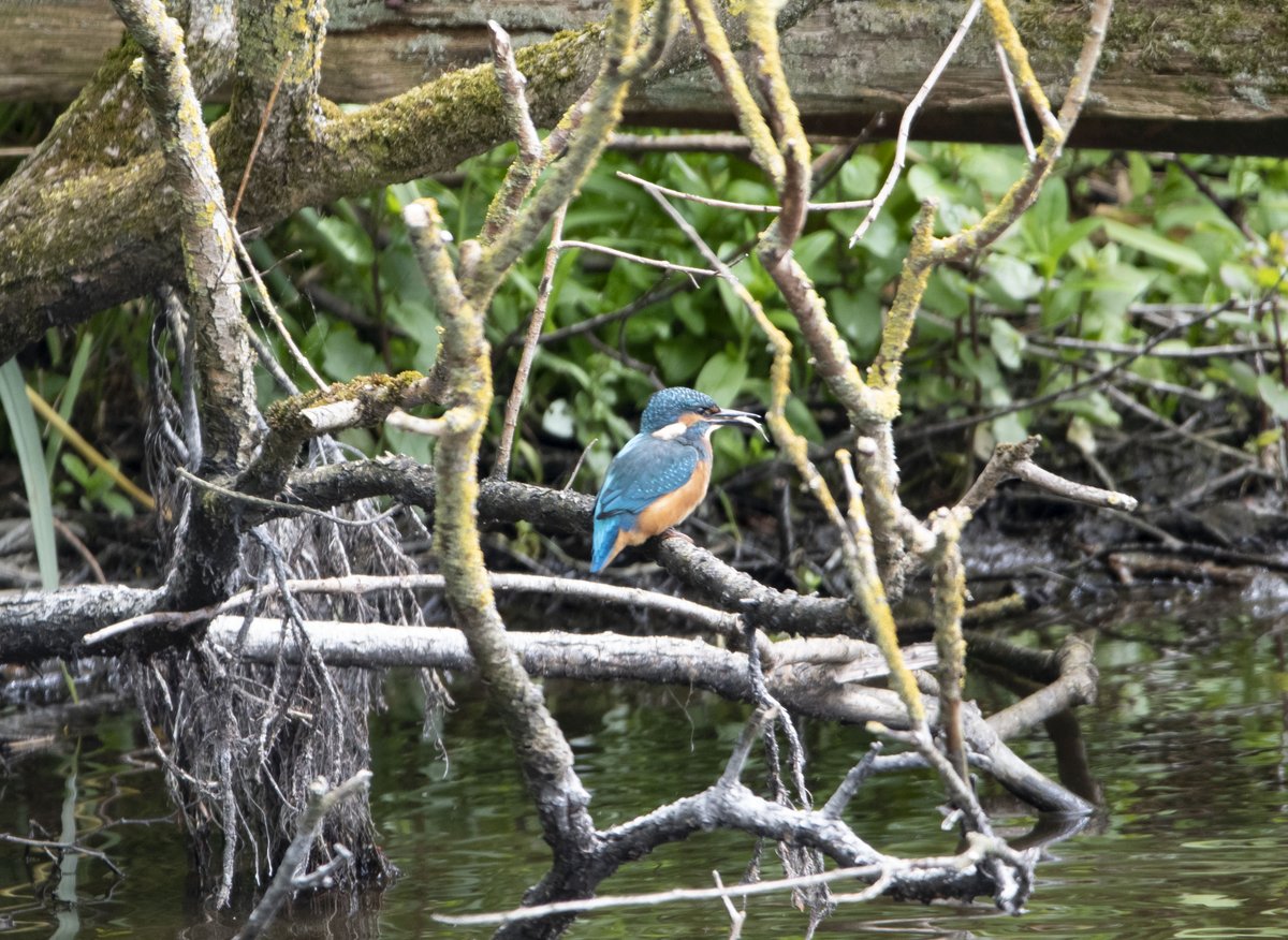 deansladen88's tweet photo. Kingfisher caught a fish @WWTMartinMere https://t.co/msbYOndgAq