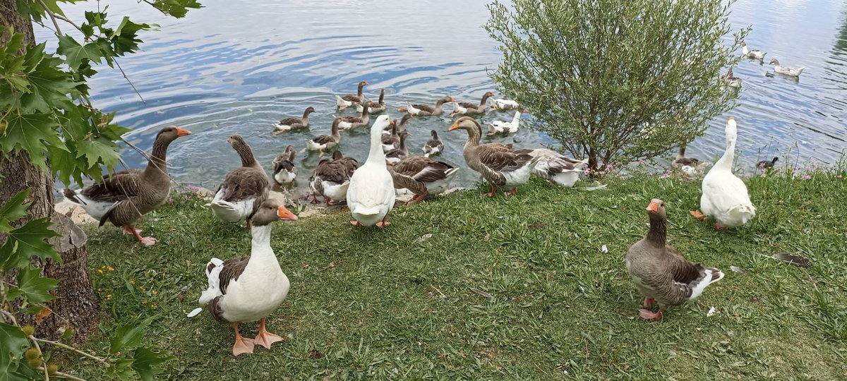 #animals #hayvanlar #AnimalsOfTwitter #animalslover #animalsofukraine #hayvanlaralemi #beykozüniversitesi