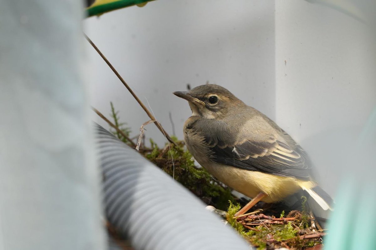 #美並太陽光発電所 は #自然 の宝庫。春先から夏にかけては可愛い #どうぶつ が顔を見せます。#猿 の休息🐒は日常的に見られ、PCSの中では #キセキレイ の雛が育っています。これからも #素敵な写真 を紹介していきます♪