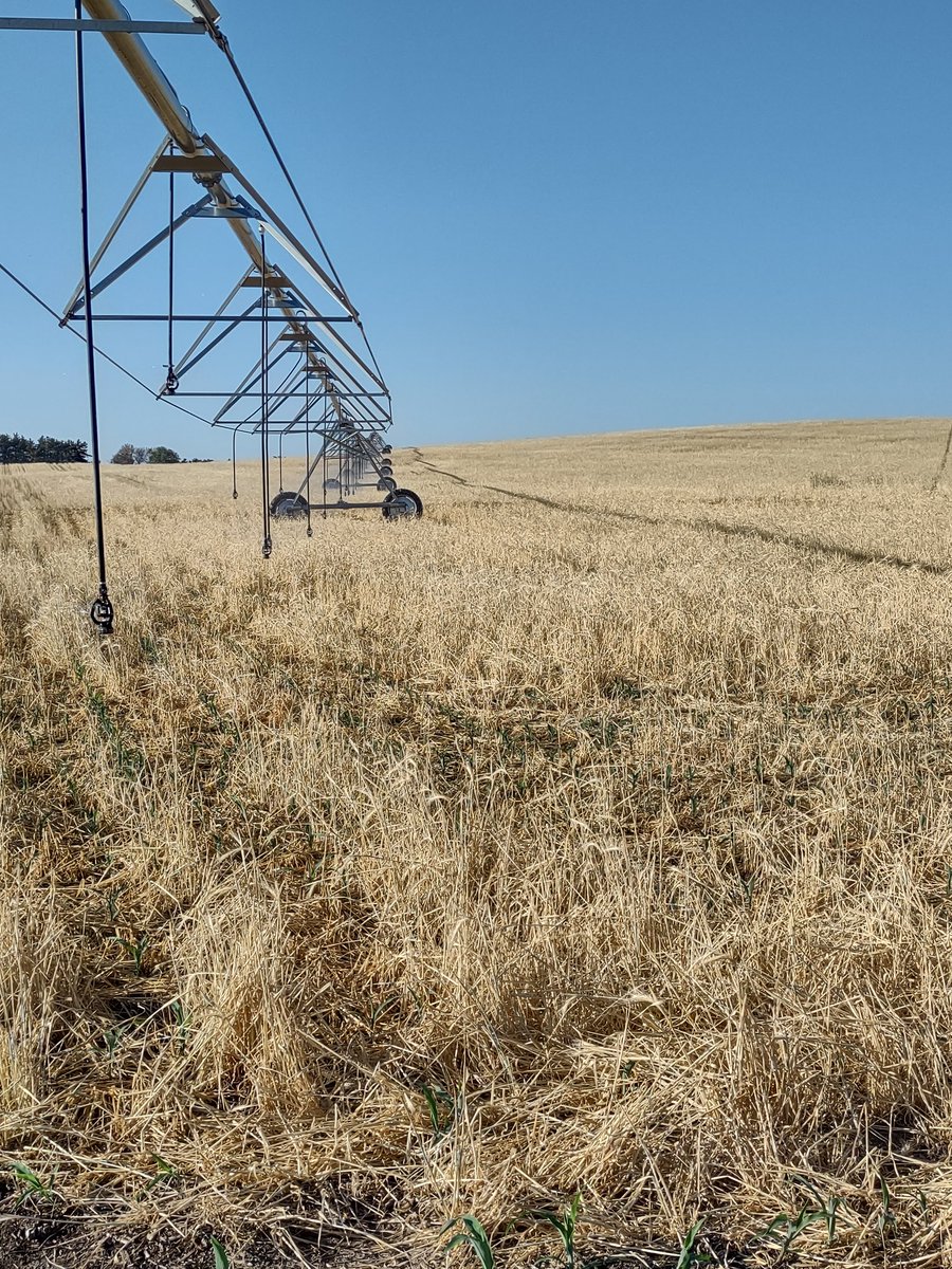 Had to start the Pivot where rye took most of moisture. #irrigate2022 #covercrop #needsomerain
