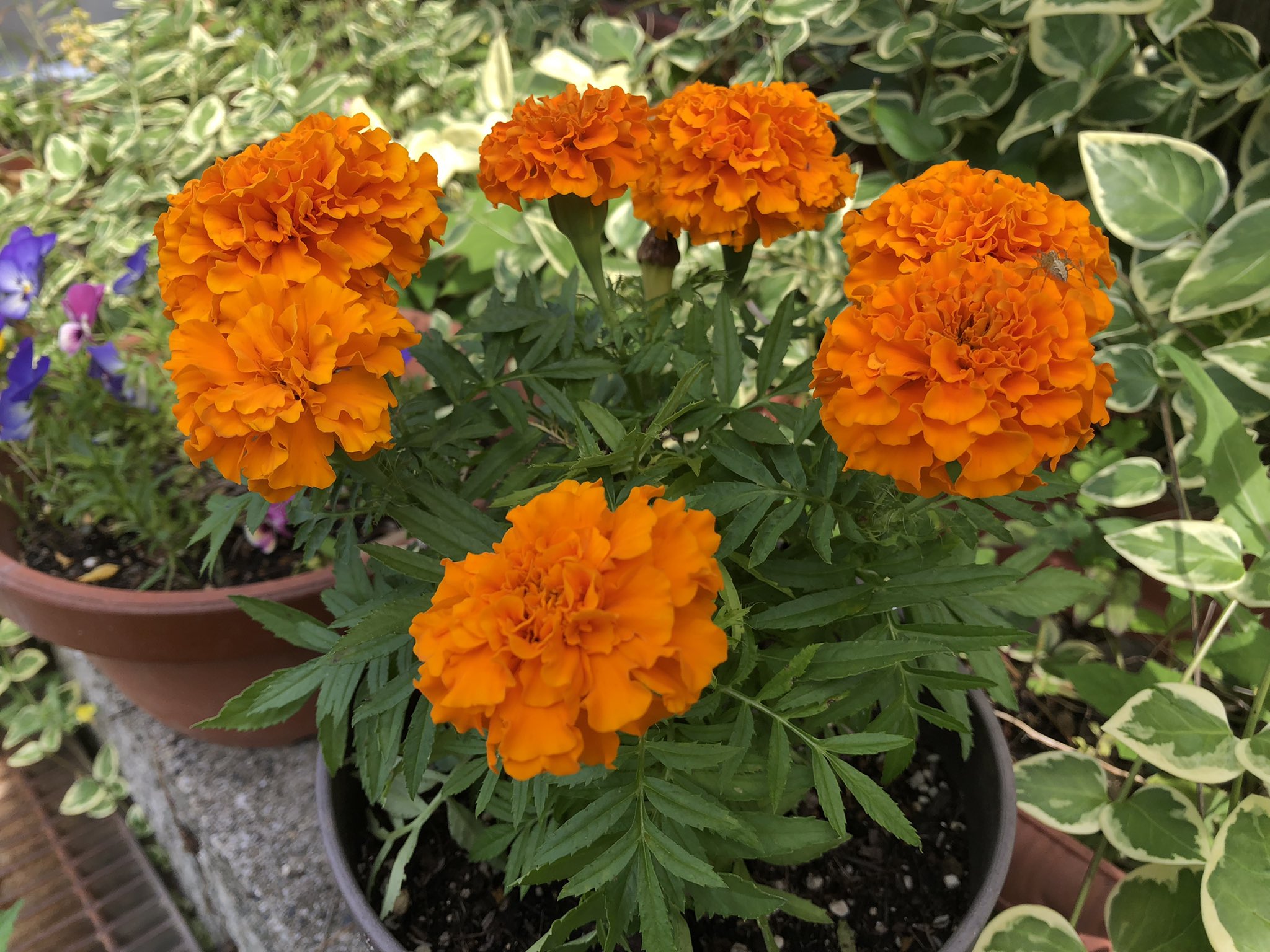 تويتر さくたろう على تويتر オレンジ色のマリーゴールドに 花は2期目 元気もらってきた レモン色のマリーゴールドも蕾が開き始めてた T Co Mujzohdnba