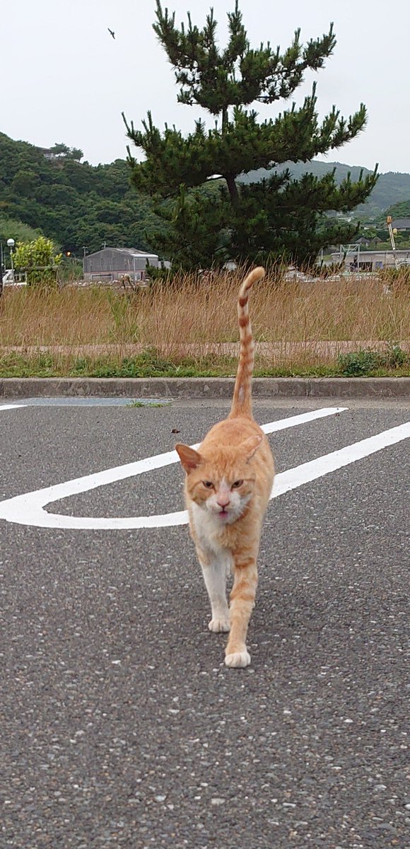 maxmamii's tweet photo. 疥癬の野良猫ちゃん2回目のレボリューションを今朝しました。雨が降ったら会いに来てくれない日もありますが、ほぼ毎日お薬を飲みにきてくれました。
完治ももうすぐのようです。
#野良猫#疥癬治療中 https://t.co/y1qeBcSNSh
