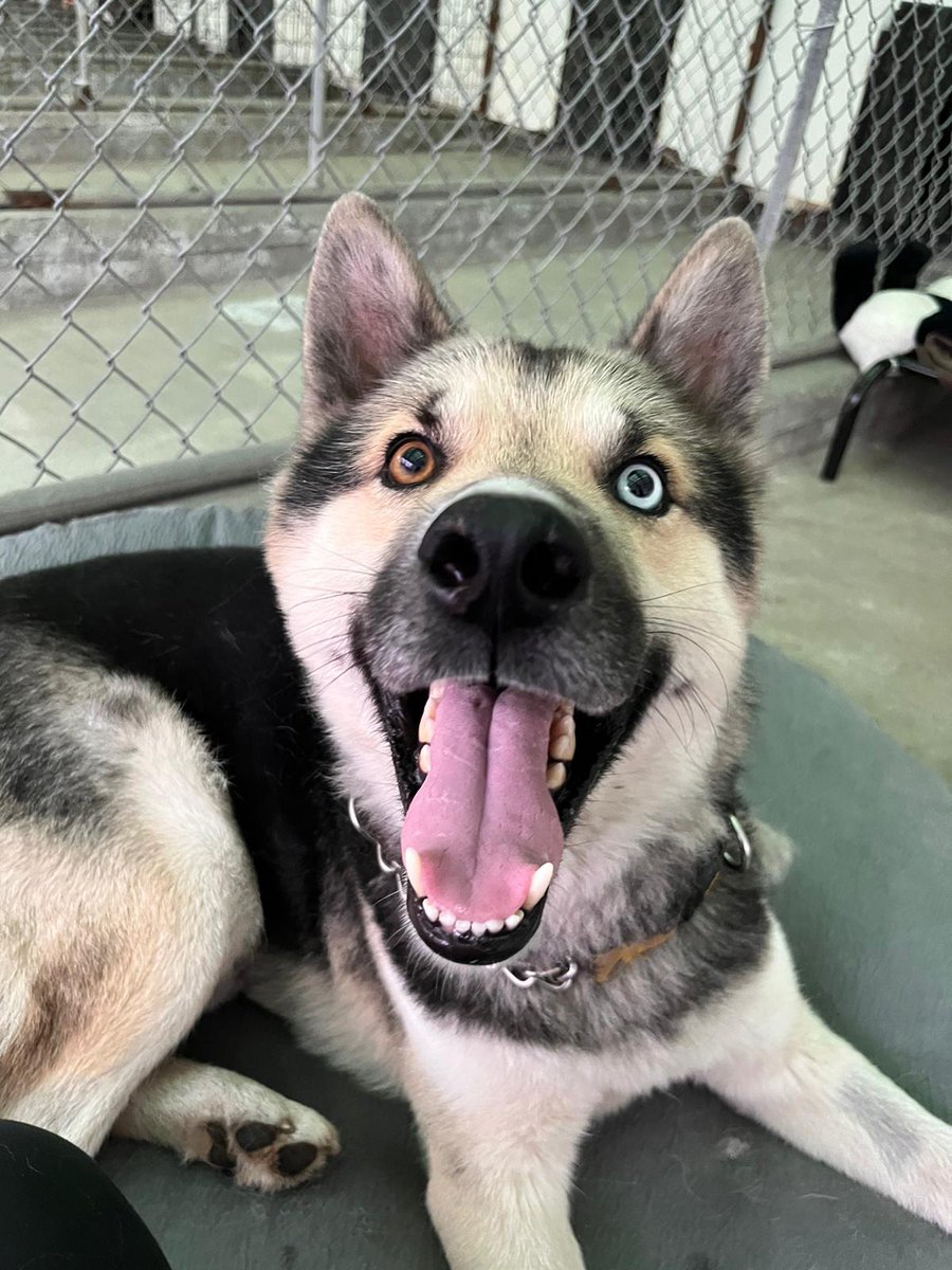Diamond is helping!🥰
📢Charlotte is heading back to Kabul on Tuesday! I need all of you in a #KSARtweetThunder‼️💗
Can we do it⁉️
Let's do some magic‼️🥰

➡️gofund.me/39c8d6dc

#KSAR 
#IStandWithCharlotte
#CharlotteMaxwellJones
#KabulSmallAnimalRescue