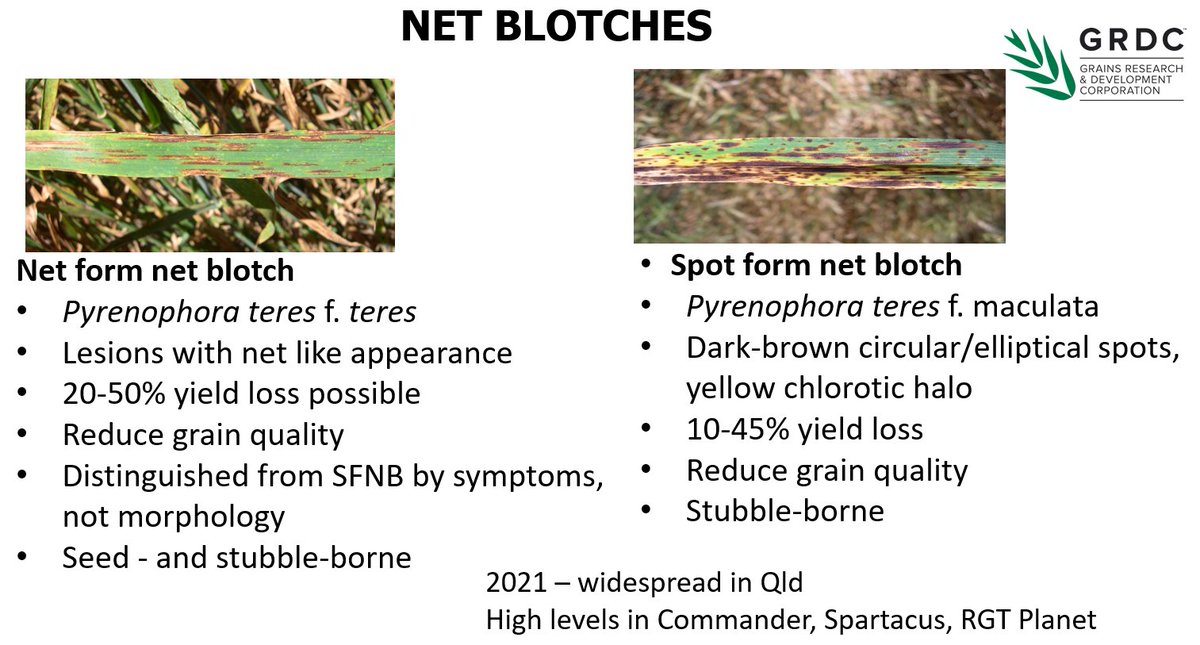 GRDCNorth's tweet photo. Net Form Net Blotch management in barley. Read the #GRDCUpdates paper by Lisle Snyman @lisleQLD @DAFQld for management issues to consider.
Paper: https://t.co/KrbUMIDBL9 https://t.co/qclRBj9RKe