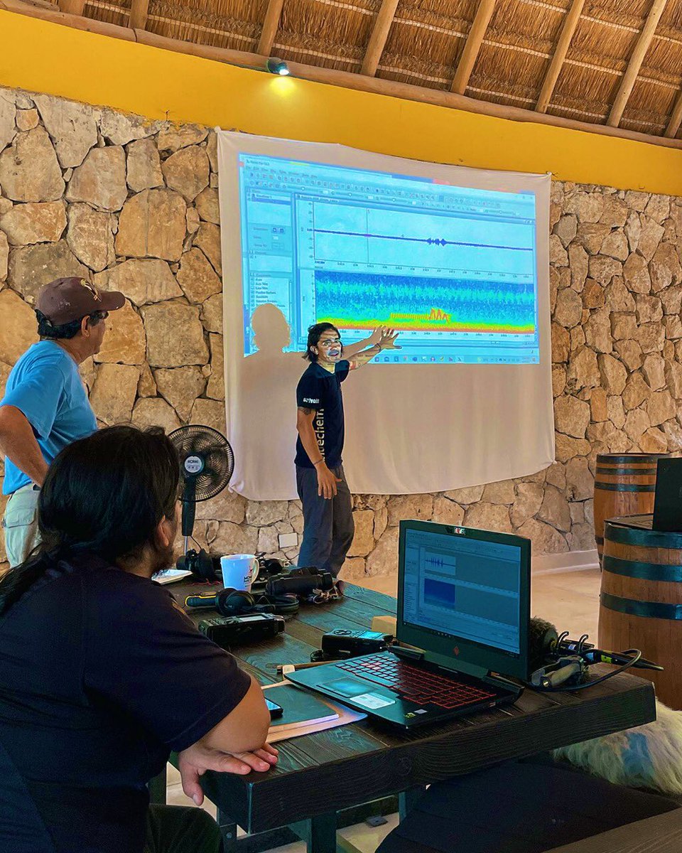 LABEC_IPN's tweet photo. Understanding spectral sound analysis is key to decode animal signals. Participants in our annual course learn how to analyze animal sounds using a variety of programs. Akumal, Quintana Roo, Mexico  @ciidiroaxaca @IPN_MX @Inecol_mx @AkumalMonkeyS https://t.co/2UdDpvm2oI