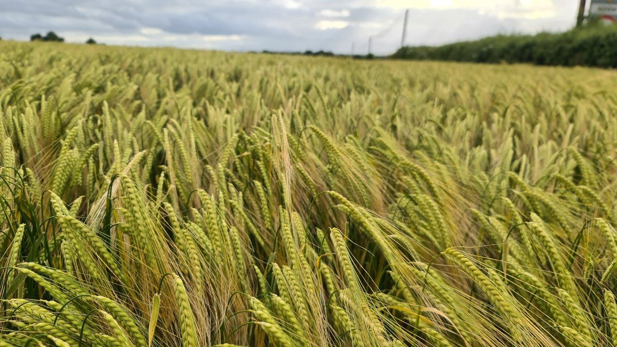 It's started, barley tarted to turn could be an early harvest <a href="/WaterfordStills/">Waterford Distillery Tours</a> <a href="/WaterfordWhisky/">Waterford Distillery</a> <a href="/WaterfordBarley/">BrewerDistillerWhiskeyMaturation</a> <a href="/John_Dunne_/">John Dunne</a> <a href="/IFJ_picturedesk/">IFJ Picture Desk</a> <a href="/GraceO_Reilly/">Grace O'Reilly</a> <a href="/TheManfromMinch/">Tom Bryan</a>