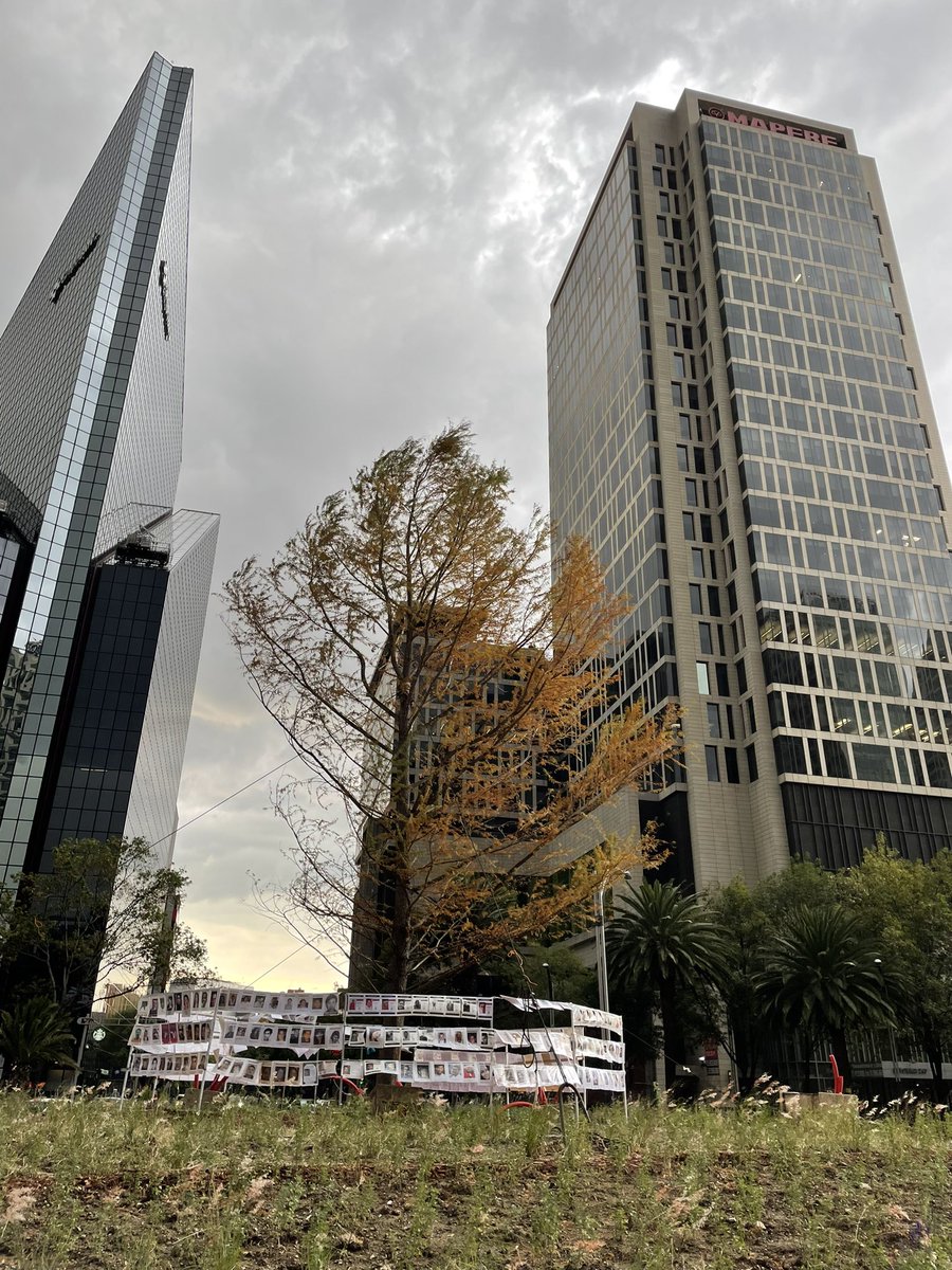 rbornery's tweet photo. No se si es por la temporada, pero el #ahuehuetereforma se ve como que se está secando, esta #4taTransformacion nomas no puede hacer nada bien. https://t.co/eBTXZm5Uhd
