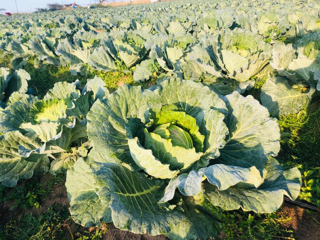 BenicaTheFarmer's tweet photo. Young people should consider venturing to farming,the demand for fresh produces is massive

Somebody kindly tag the Honorable Deputy President @DDMabuza to come pass Bushbuckridge and get some fresh vegetables from us whenever he is around Mpu

#YouthInFarming#YouthMonth
🌱🚜 https://t.co/4OkqG8oVnN