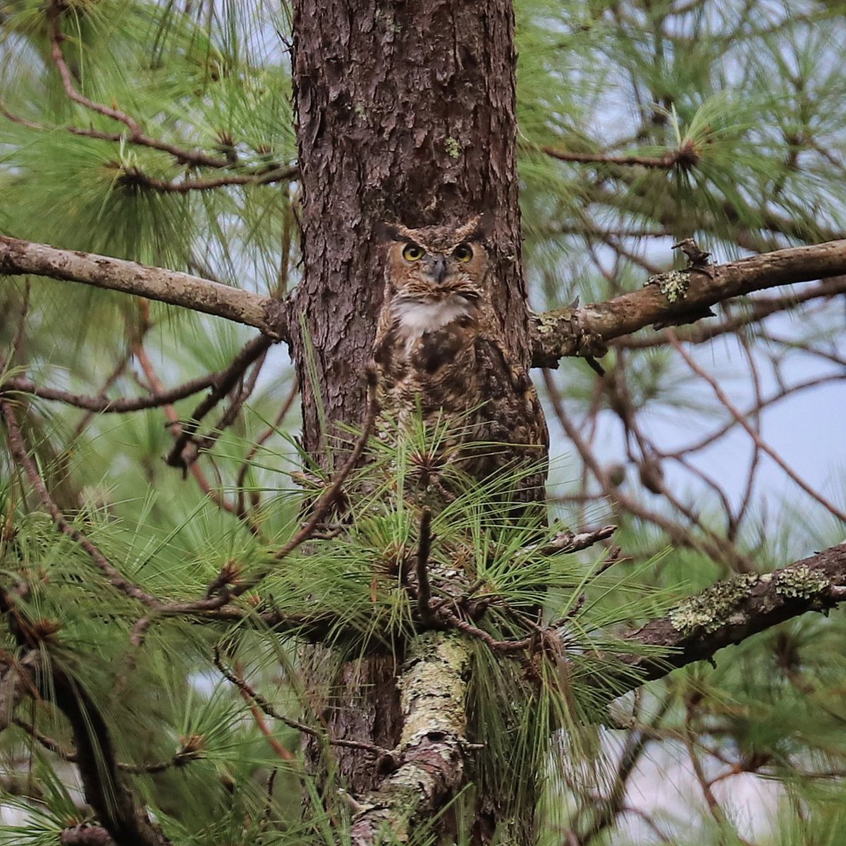 Buenas Noches y Feliz Domingo. Les comparto esta 📸 de una de las varias especies de Búhos que tenemos en 🇭🇳. Le dicen comunmente “estiquirín”. Es verdaderamente majestuoso y tuve suerte hoy de poderlo apreciar de día.