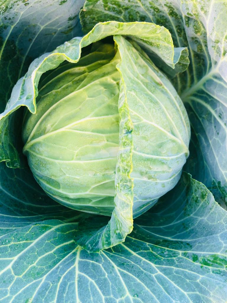 BenicaTheFarmer's tweet photo. Young people should consider venturing to farming,the demand for fresh produces is massive

Somebody kindly tag the Honorable Deputy President @DDMabuza to come pass Bushbuckridge and get some fresh vegetables from us whenever he is around Mpu

#YouthInFarming#YouthMonth
🌱🚜 https://t.co/4OkqG8oVnN